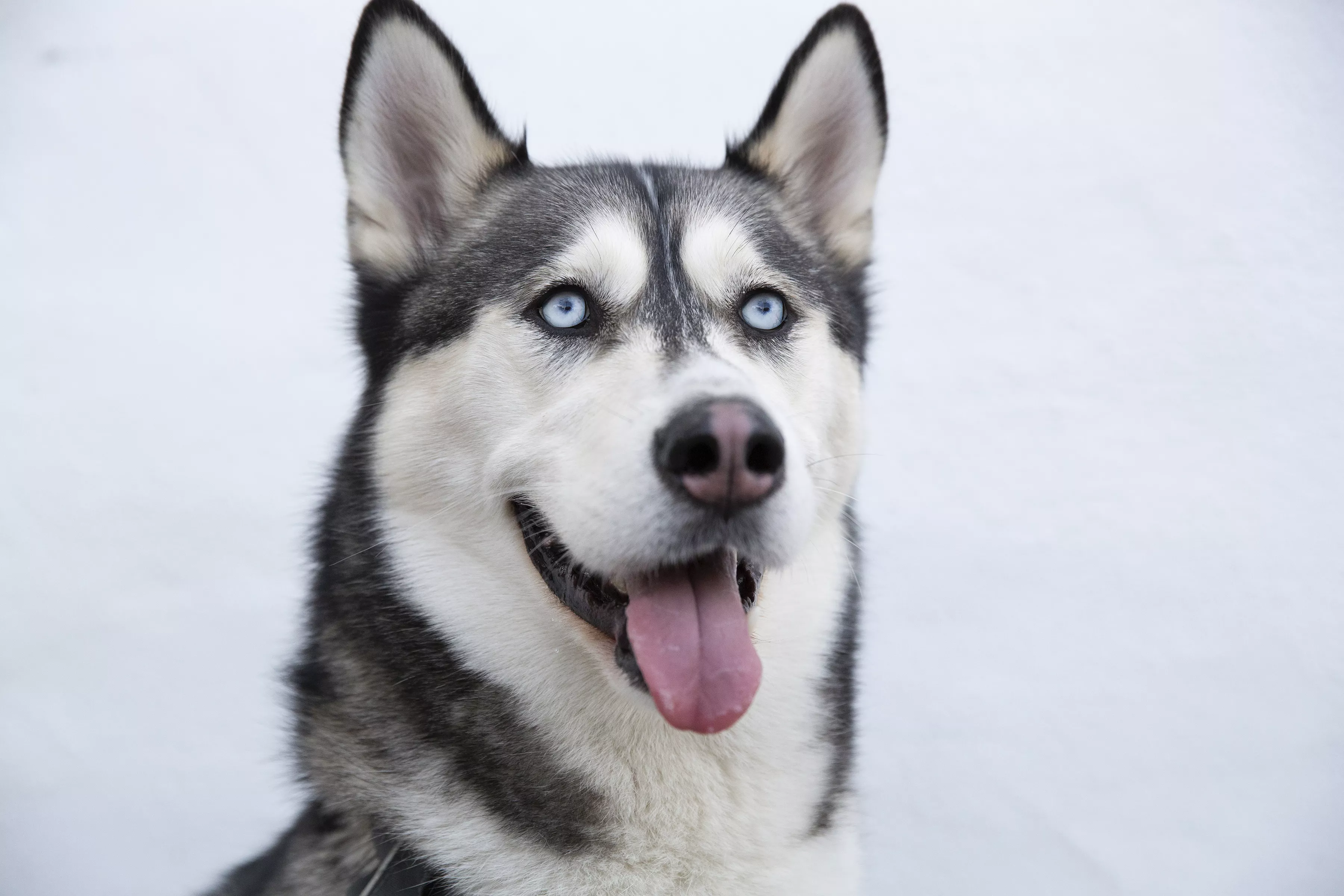 14 Races De Chiens Aux Yeux Bleus Point Pet