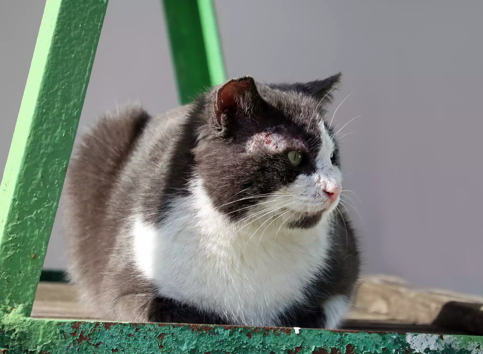 Gale Chez Les Chats Comment Creer Une Maison Heureuse Pour Votre Animal De Compagnie