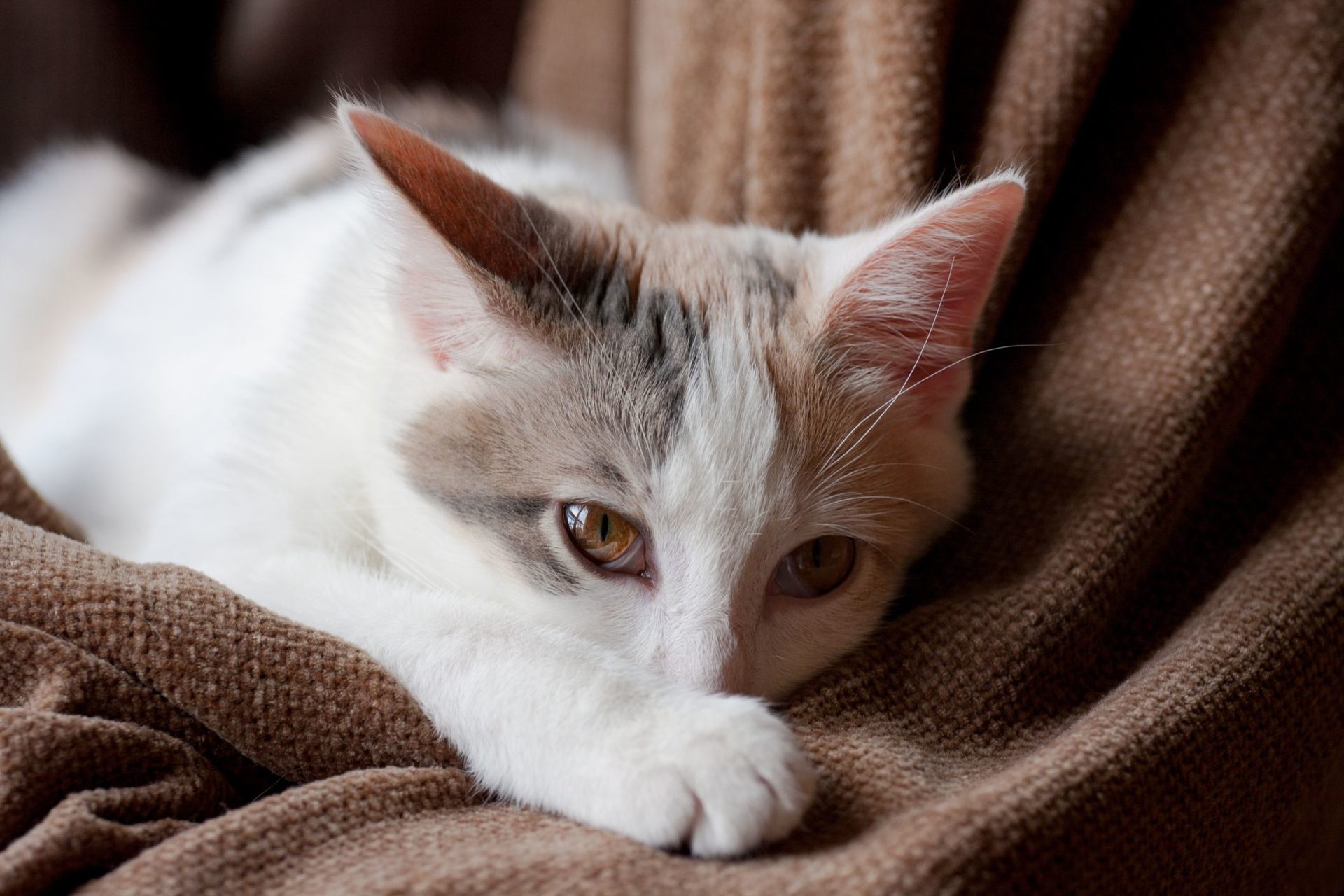 Gastroenteritis bei Katzen - Point Pet