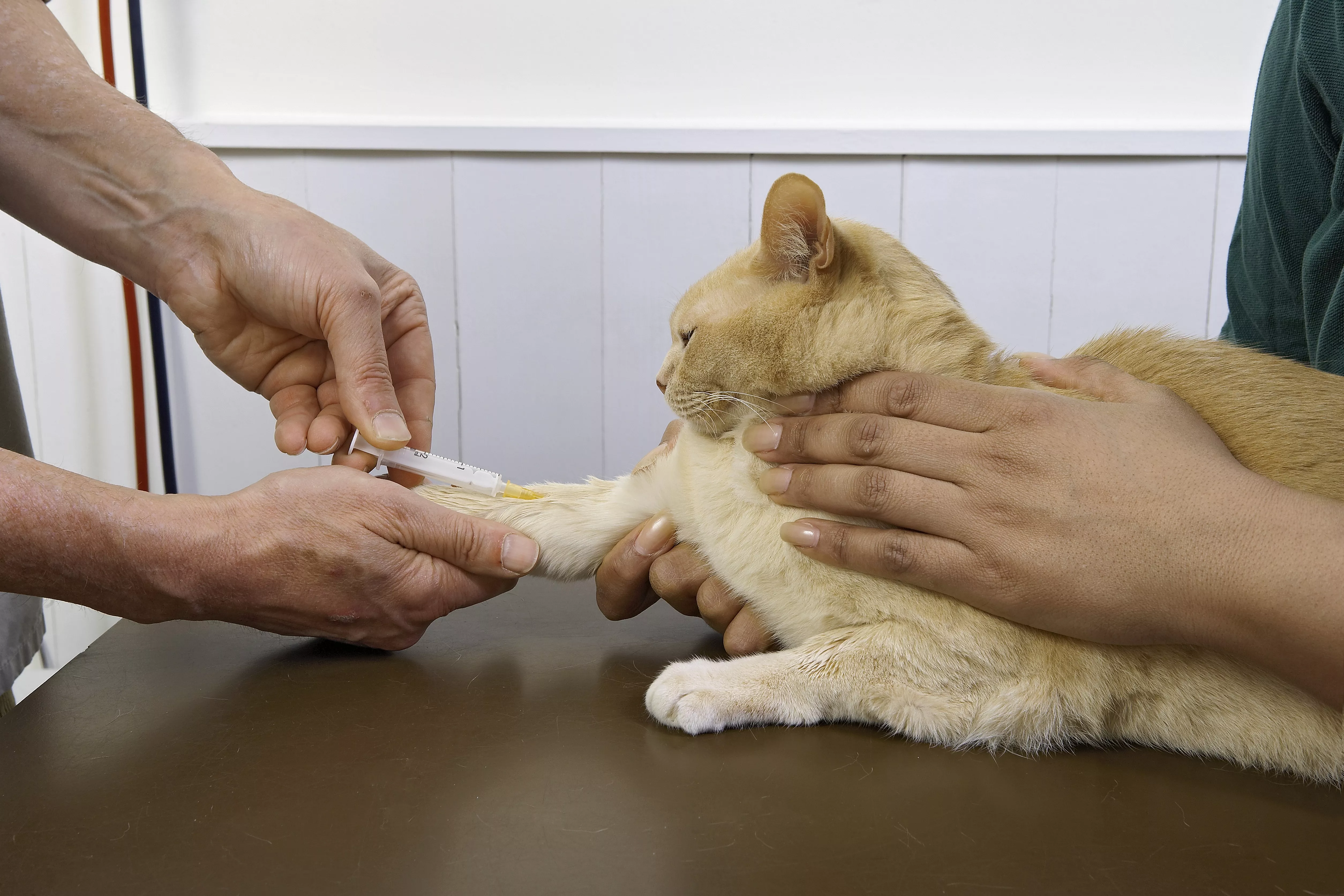 Sebutan Tidak Sesuai dalam Kucing - Bagaimana untuk membuat rumah 