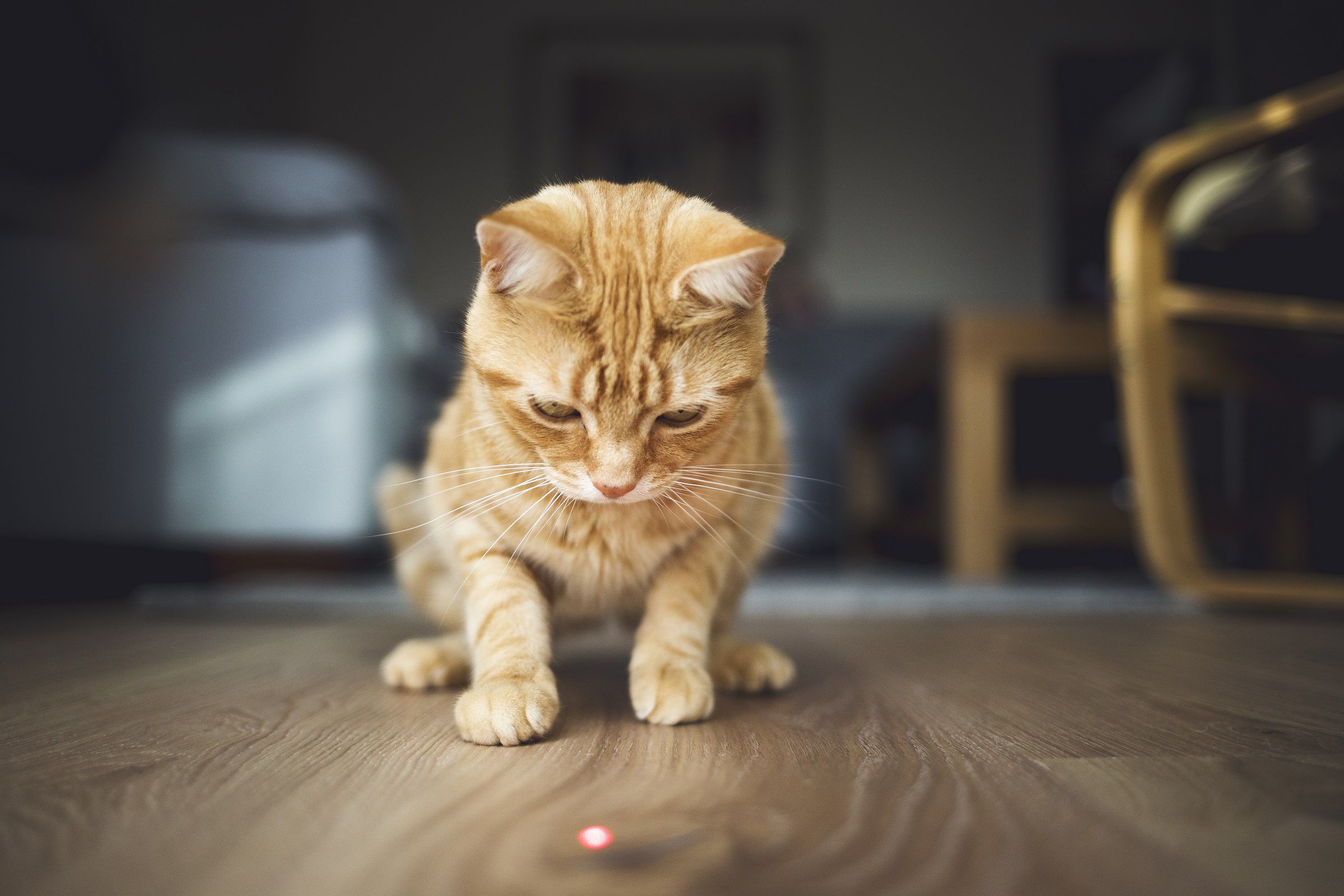 Кот с указкой. Котята играются. Котик с лазером. Лазерная указка для кота. Играющий кот.