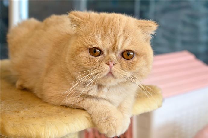 Exotic Shorthair Profil De Race De Chat Comment Creer Une Maison Heureuse Pour Votre Animal De Compagnie