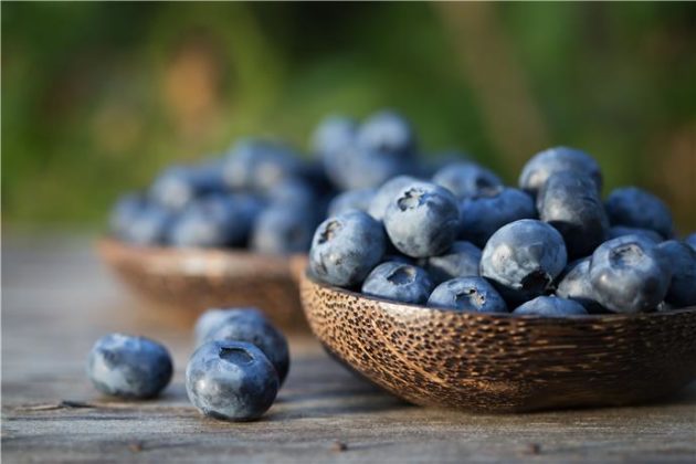 Können Katzen Blaubeeren essen? - Point Pet