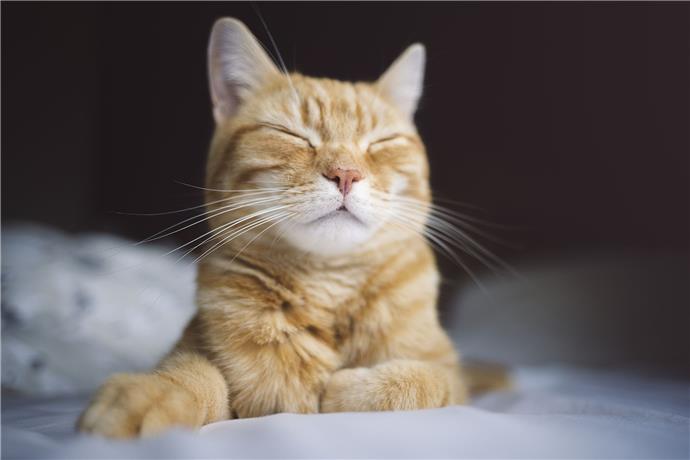 54オレンジガールの猫の名前 ペットの幸せな家を作る方法