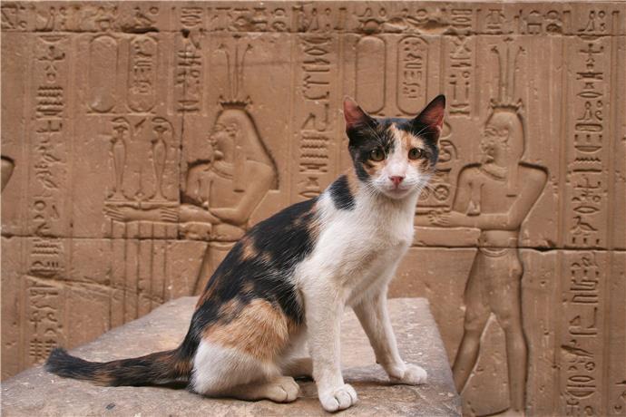 46 Noms De Chats Egyptiens Point Pet