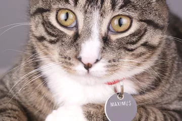 75 Noms De Chats Japonais Comment Creer Une Maison Heureuse Pour Votre Animal De Compagnie