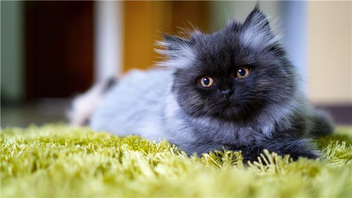 22 Adorables Noms De Chats Persans Comment Creer Une Maison Heureuse Pour Votre Animal De Compagnie