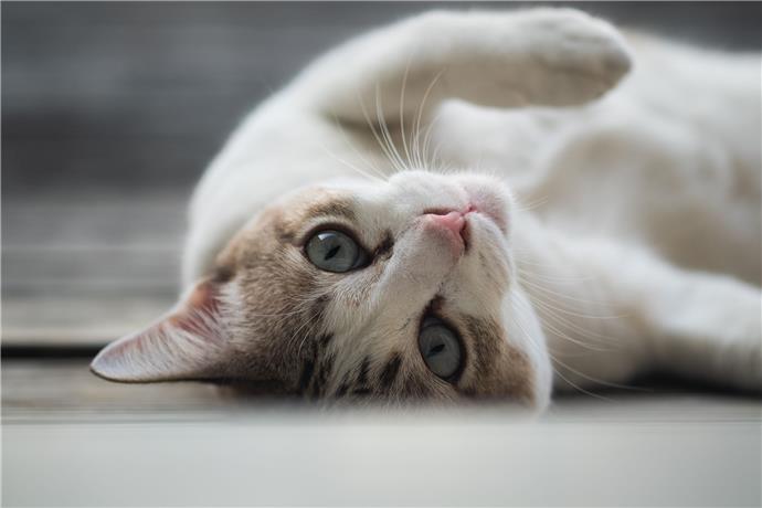 76 Nomi Divertenti Per Gatti Come Creare Una Casa Felice Per Il Tuo Animale Domestico