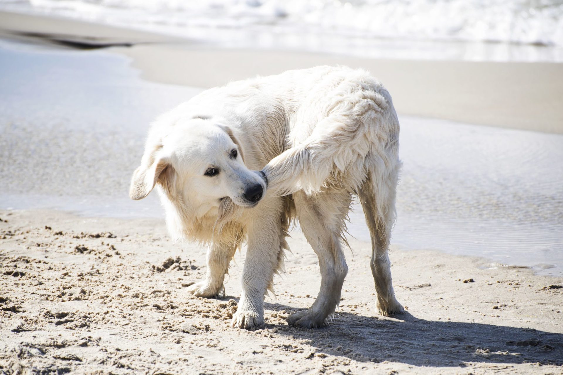 Warum jagen Hunde ihren Schwanz? Point Pet