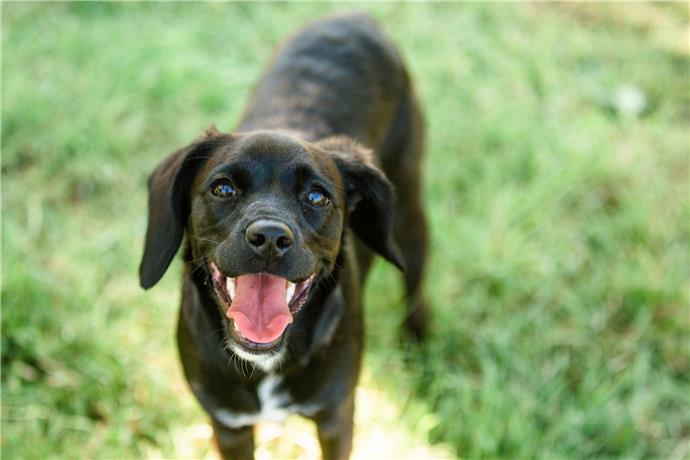 80匹のオスの犬の名前 ペットの幸せな家を作る方法