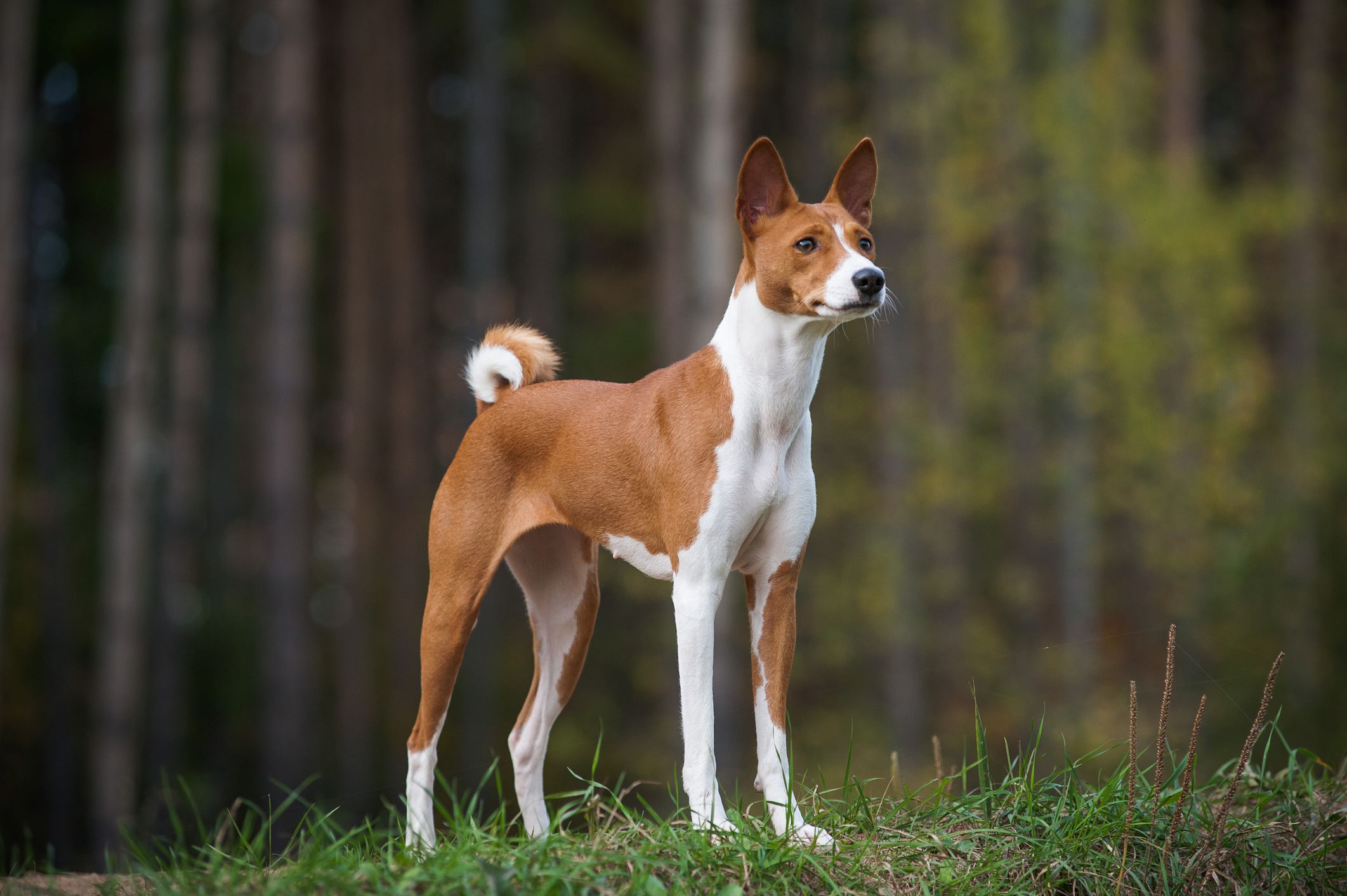 6 Baka Anjing Mesir dan Sejarah Kaya mereka - Point Pet