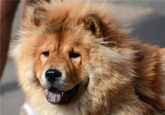puzzel Nylon Pakistaans 10 hondenrassen die op beren lijken - Point Pet