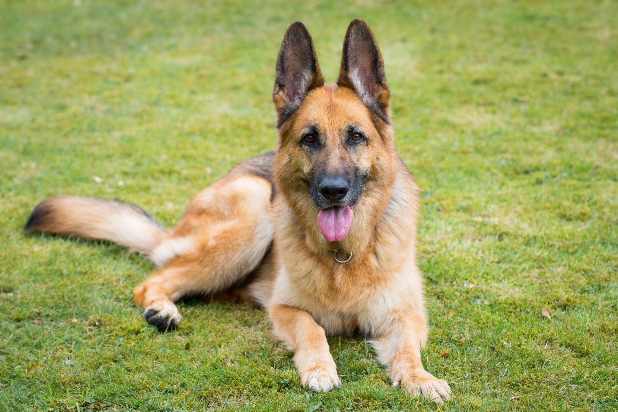 dogs that are similar to german shepherds