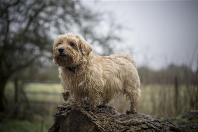 Norfolk Terrier Hondenrasprofiel Hoe Een Gelukkig Huis Voor Uw Huisdier Te Creeren