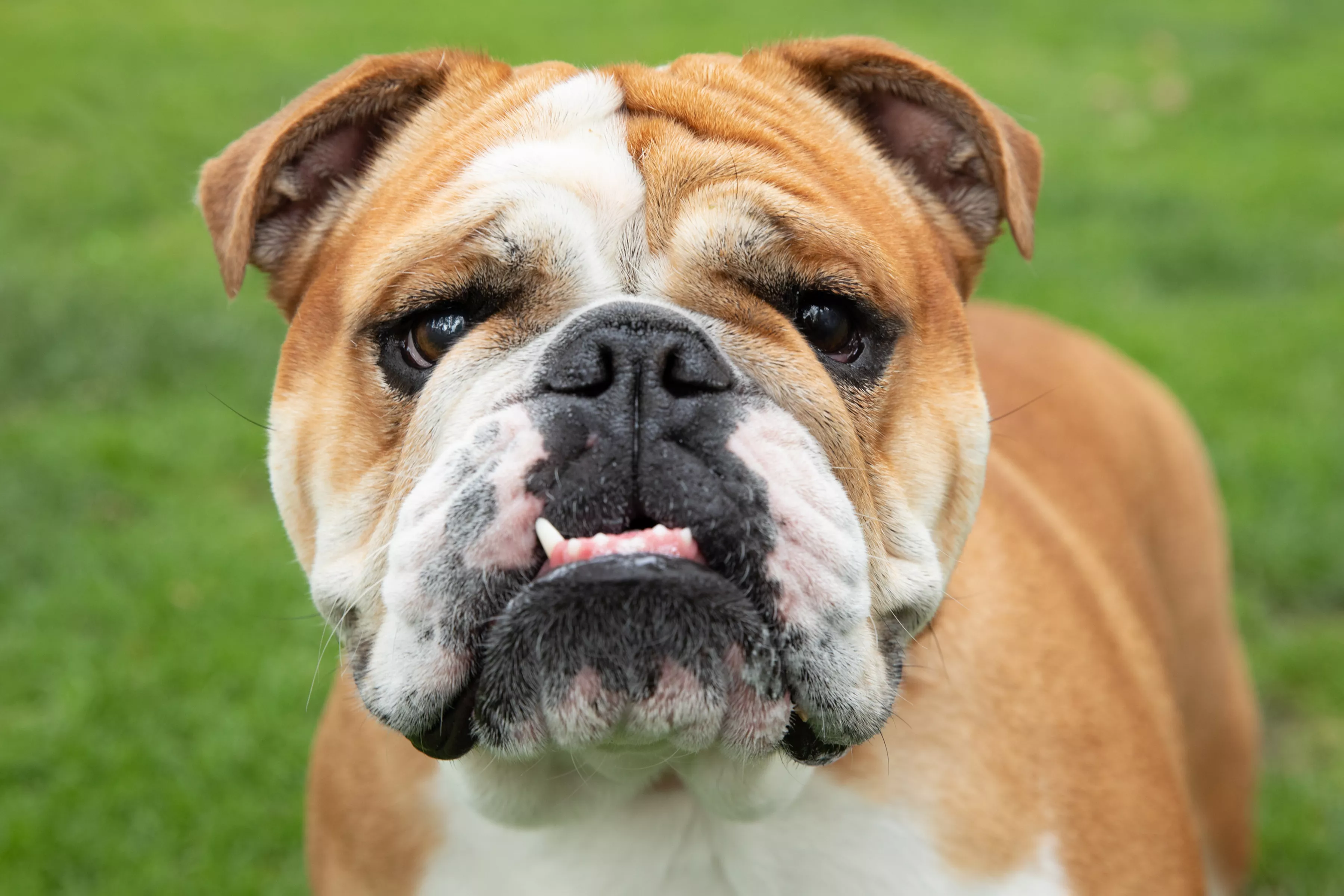 Bulldog (Bulldog Inglés): Características y cuidados de la raza - Point Pet