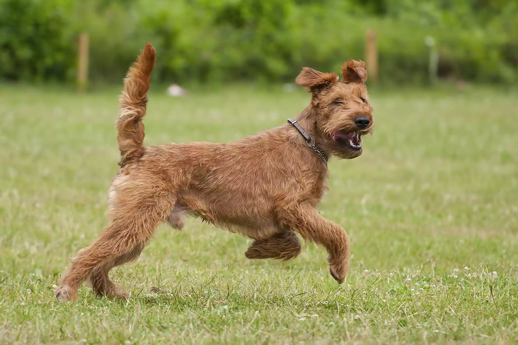 12 Terrier Kutyafajta Hogyan Keszitsunk Boldog Otthont Haziallatainak