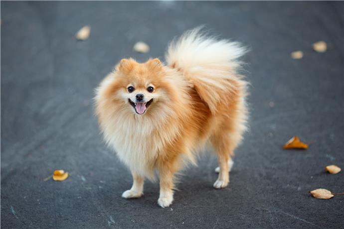 Spitz german: Profilul raselor de câine - Cum să faci o casă fericită pentru animalele de companie.