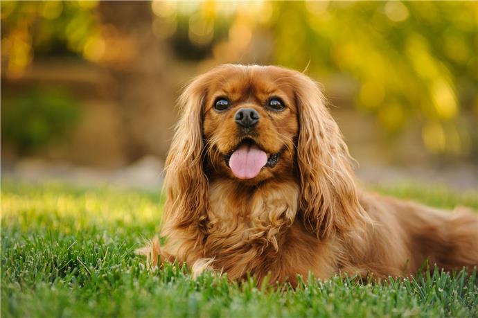 8スパニエル犬の品種 ペットの幸せな家を作る方法