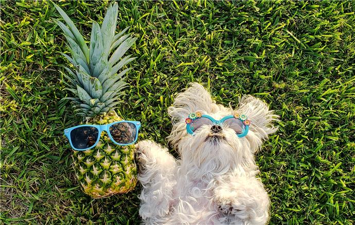 Kunnen honden ananas - Point Pet