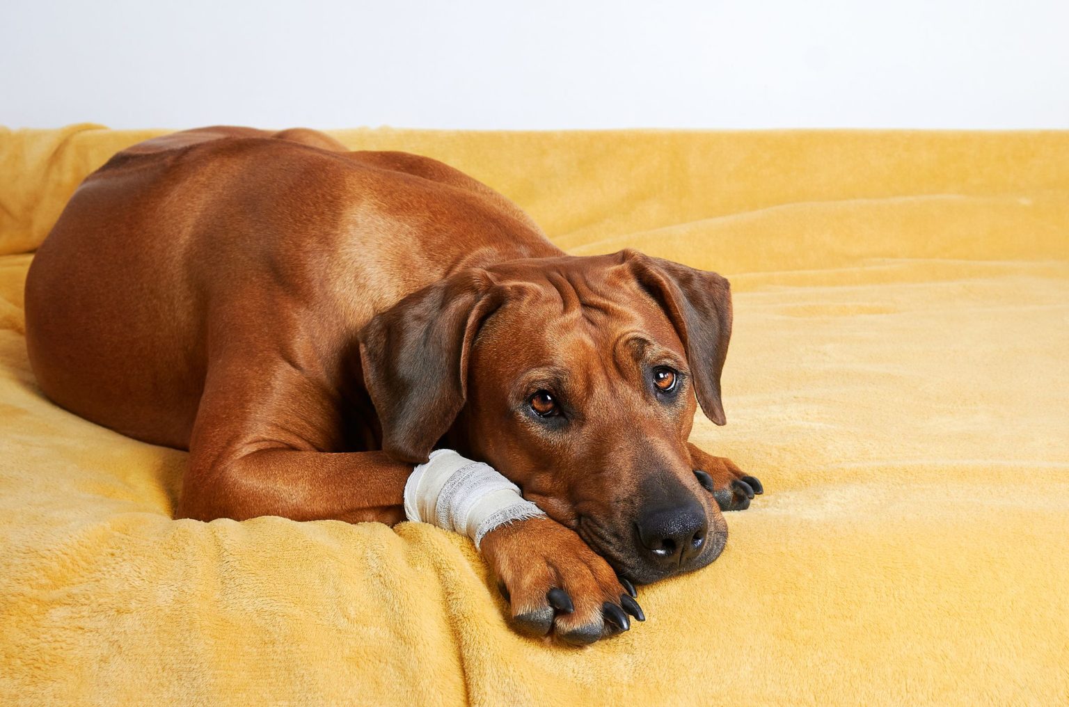 comment désinfecter une plaie de chien