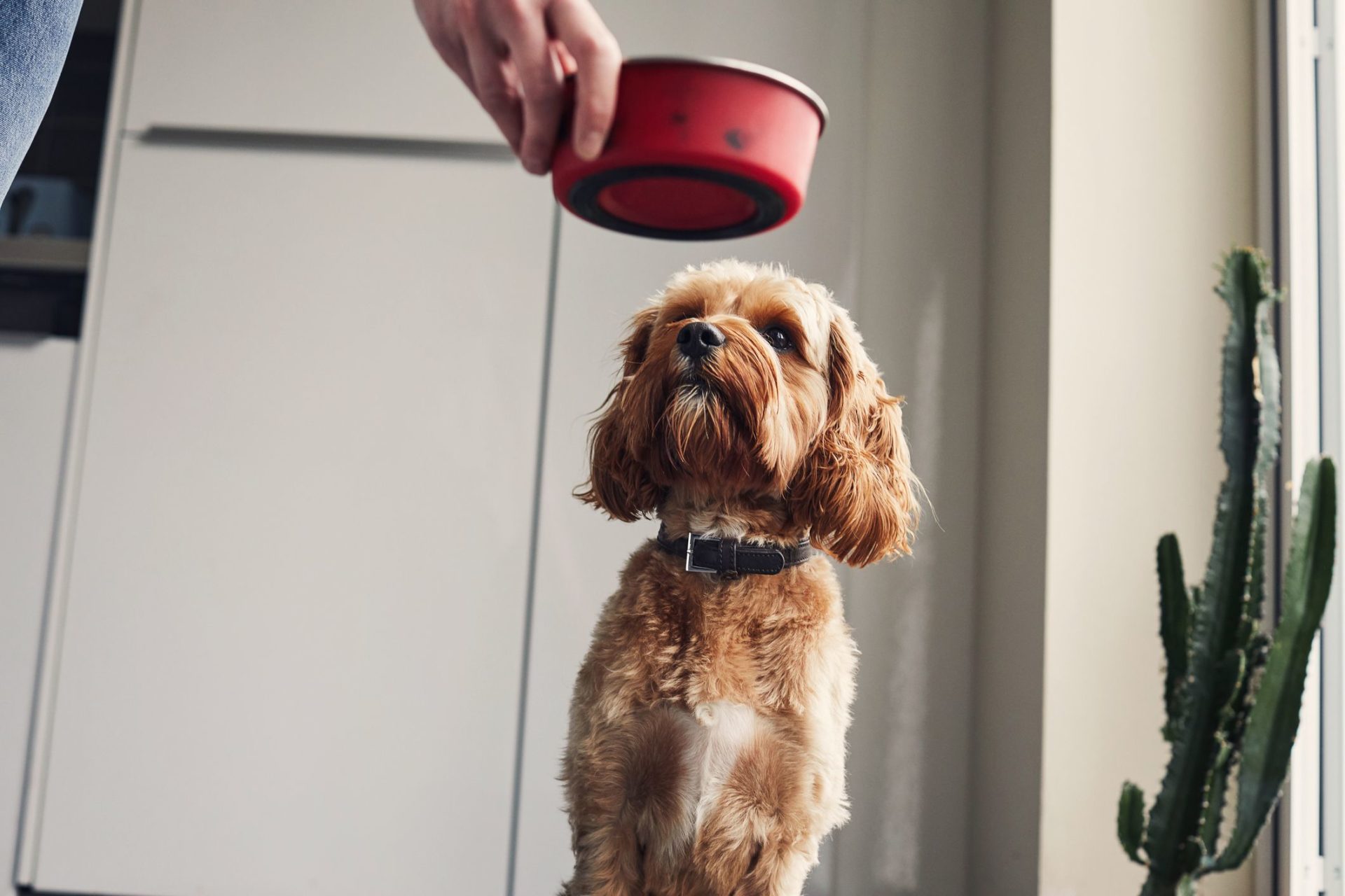 Hoeveel calorieën moet mijn hond per dag eten? Point Pet