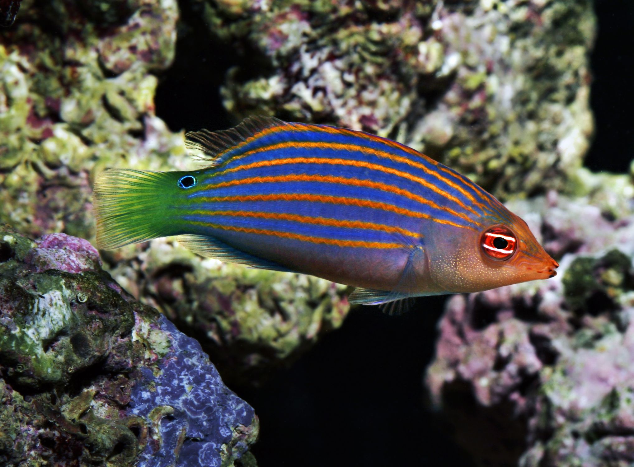 Fish 6. Большеротый губан. Wrasse рыба. Pseudocheilinus dispilus. Полосатый губан.