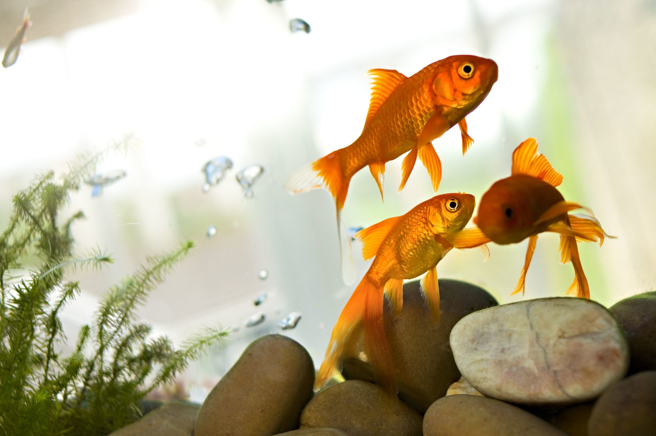 7 maladies courantes des poissons rouges Point Pet