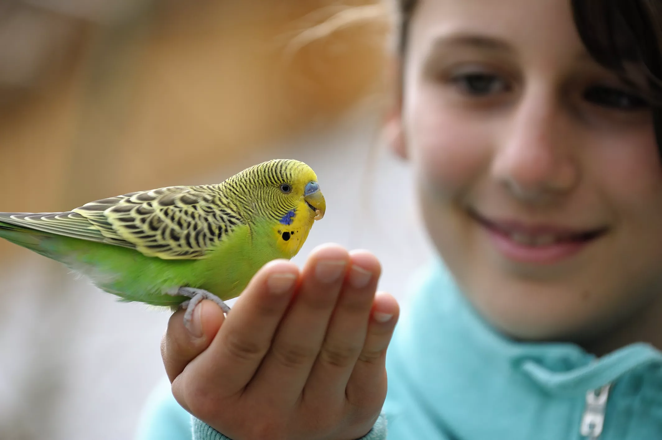 Parrots are the pets. Волнистый попугай. Попугай зеленый волнистик. Budgie попугай. Маленькие волнистые попугайчики.