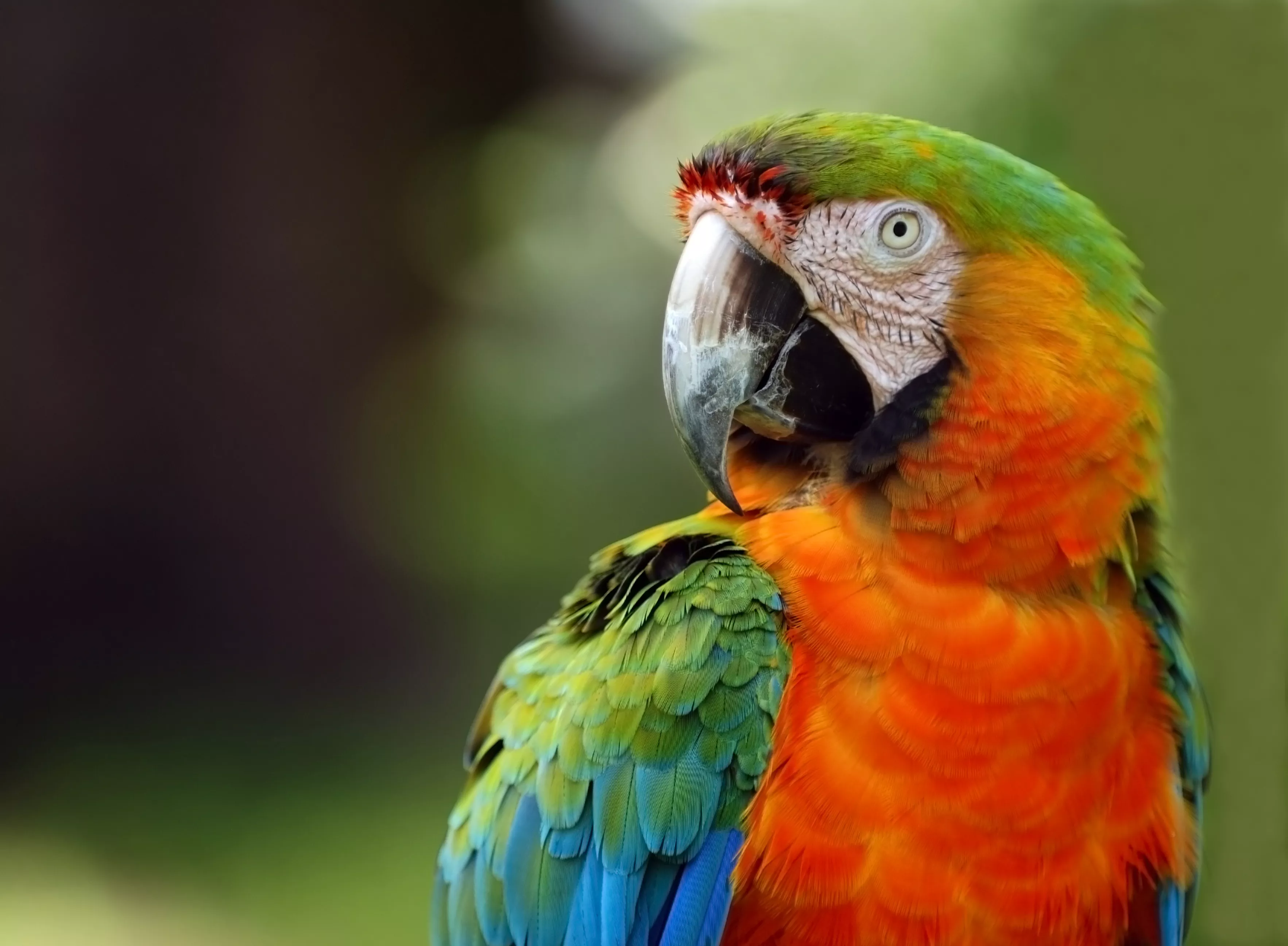 I ve parrot. Попугай породы ара. Попугай Паррот. Маверик попугай порода. Попугай жако зеленый.