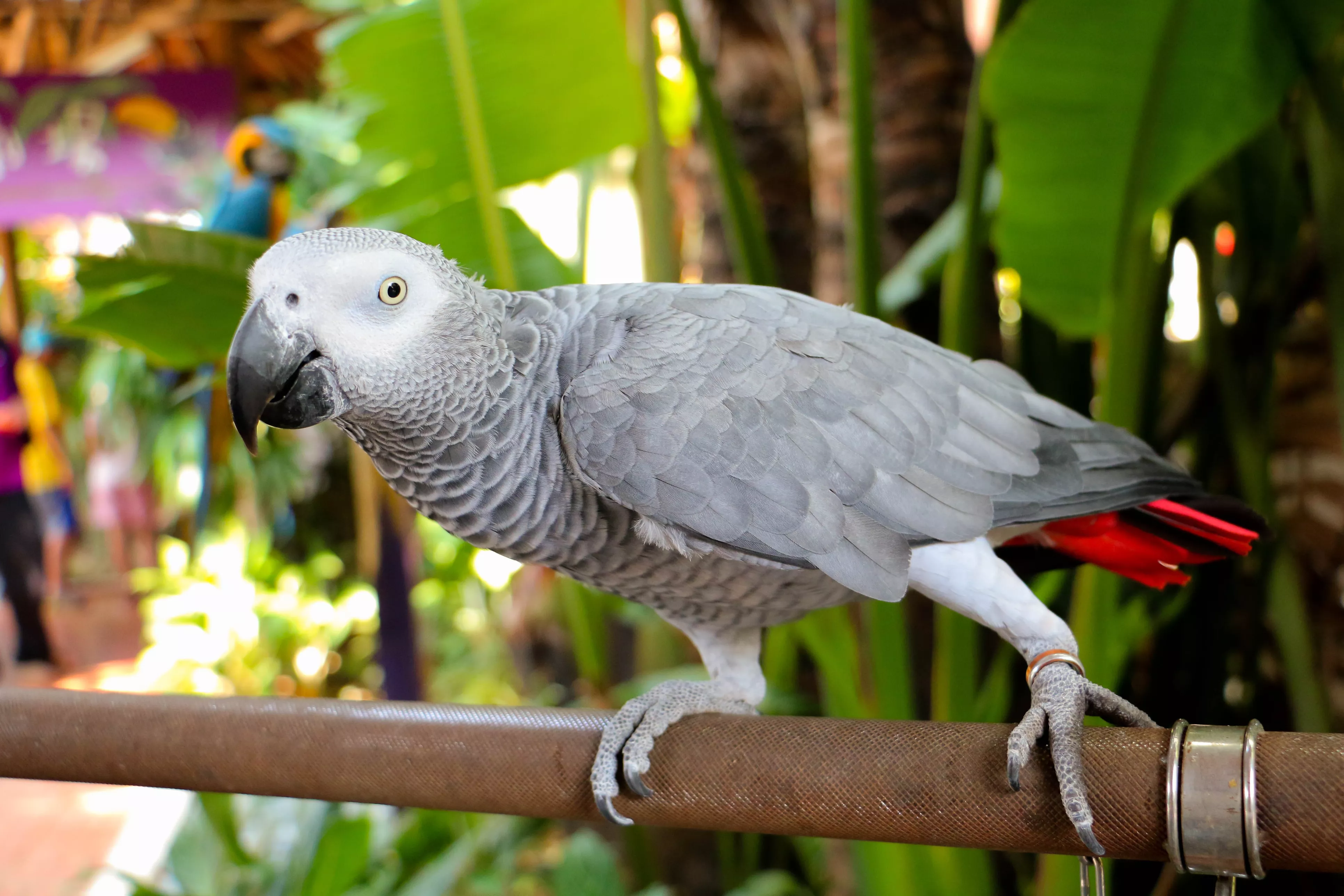 В зоопарке живут 5 видов попугаев. Краснохвостый жако. Попугай жако. Бурохвостый жако. Попугай жако краснохвостый.