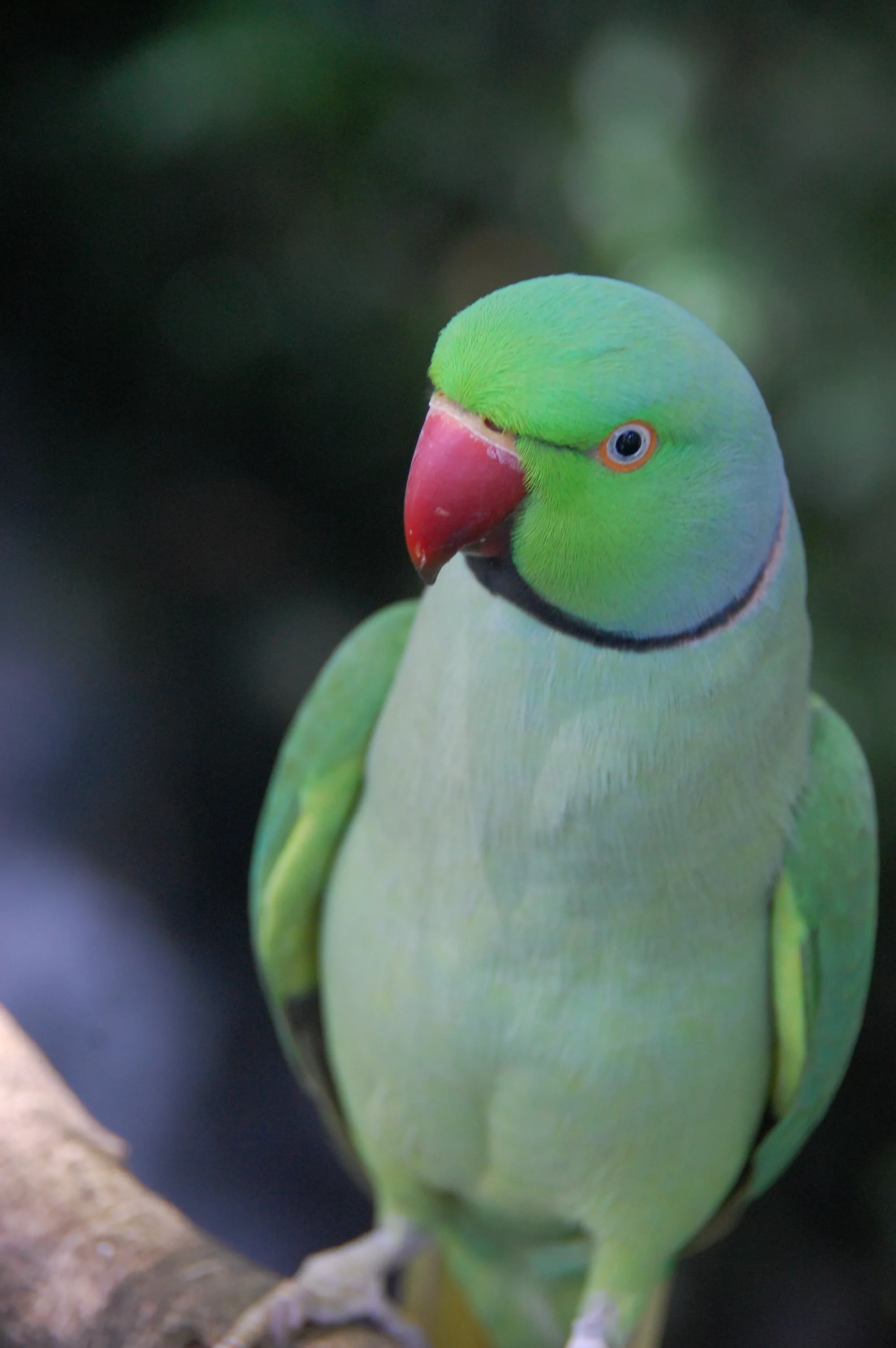 Какие виды попугаев. Малабарский ожереловый попугай. Ringneck попугай. Попугаи средние породы. Средний зеленый попугай.