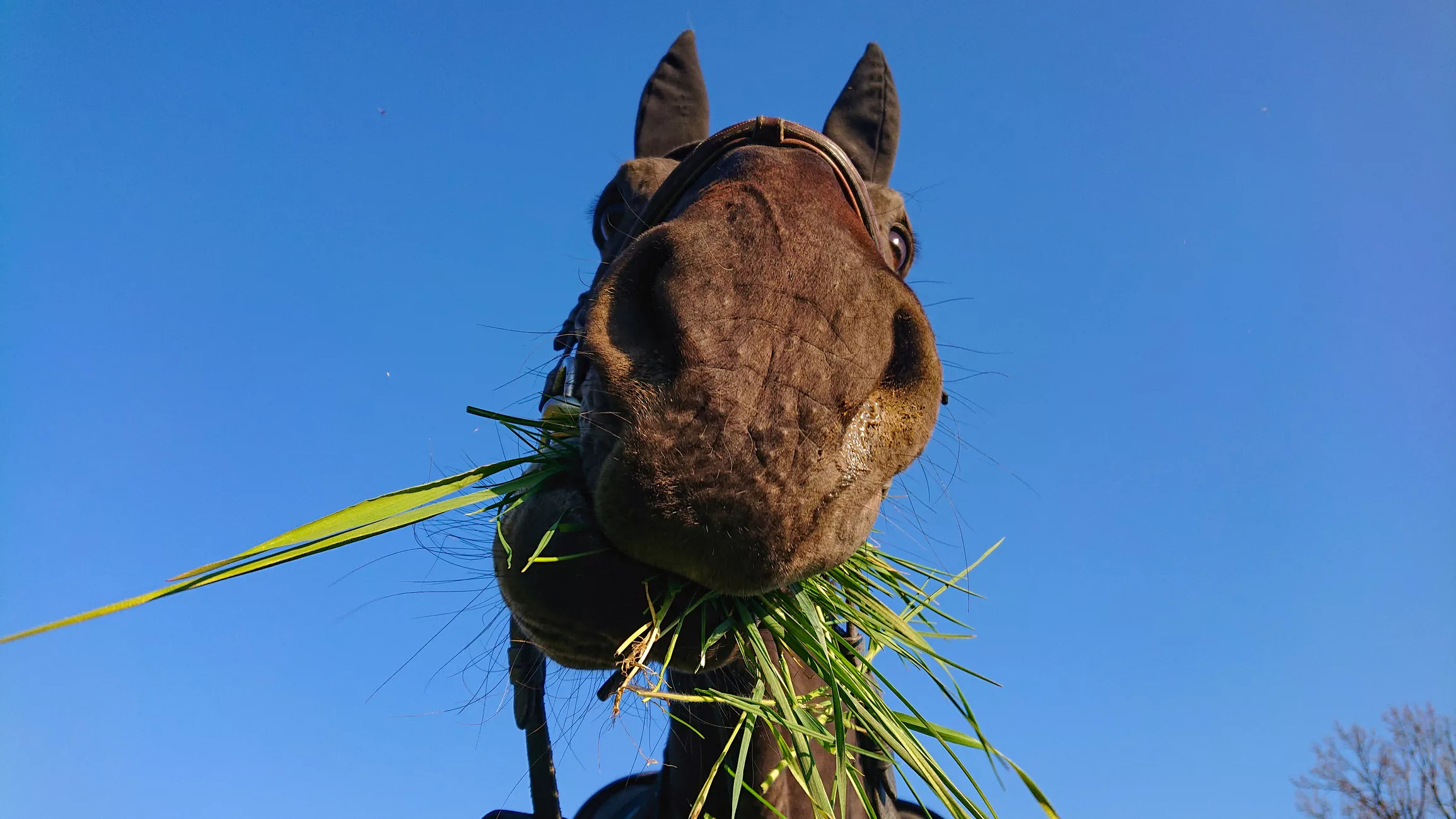 Os 5 tipos de alimentos e concentrados para cavalos - Point Pet