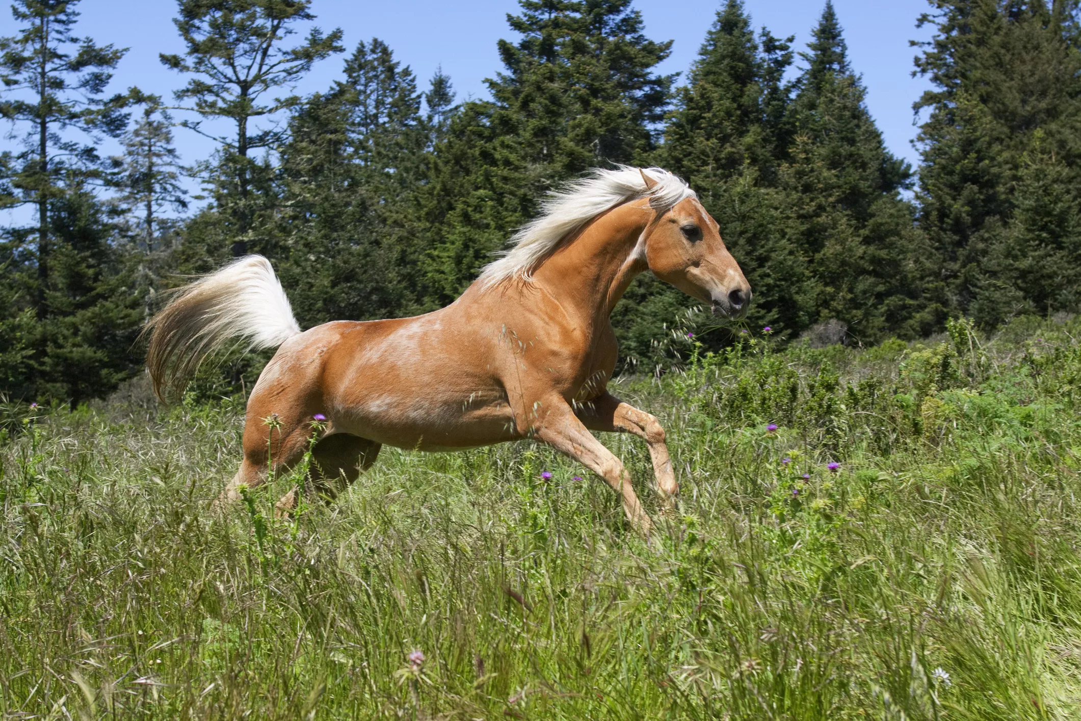 Как зовут лошадку. Имена для лошадей. Имя для пегого жеребца. Кличка коня игривого. Погоняет лошадь.