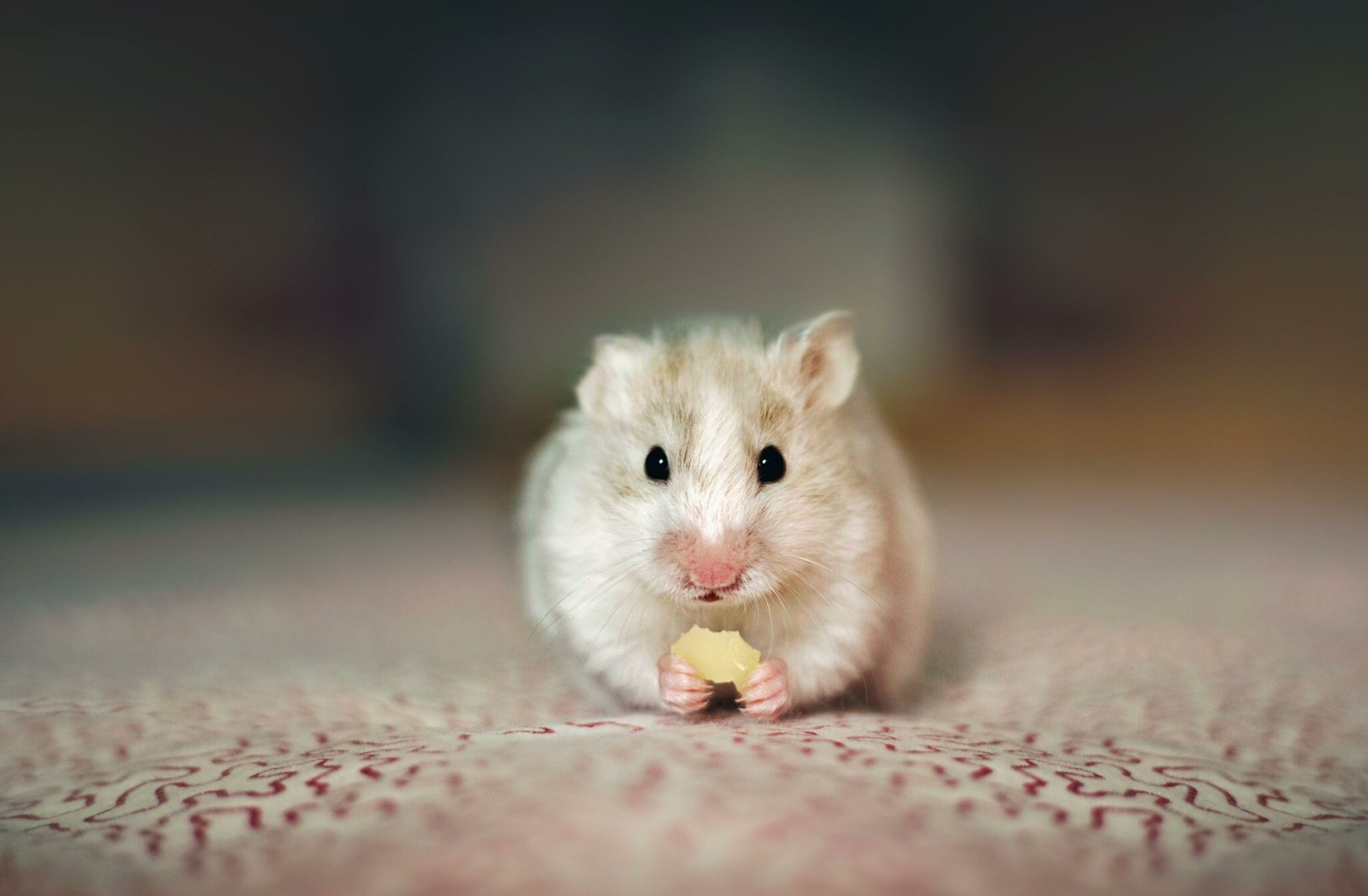 Czy Chomiki Mogą Jeść Chrupki Kukurydziane Czy chomiki mogą jeść ser? - Point Pet