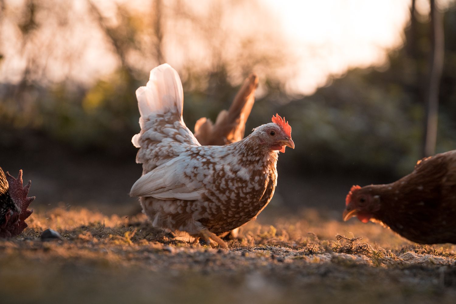 227 Hühnernamen, die Eier sind - außergewöhnlich lustig - Point Pet