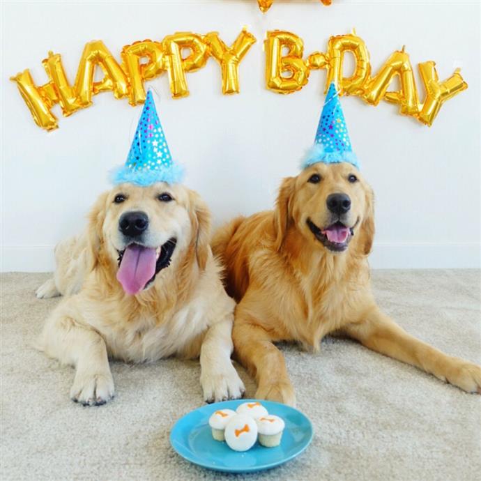 wijk creatief borduurwerk 10 manieren om de verjaardag van uw hond te vieren - Point Pet