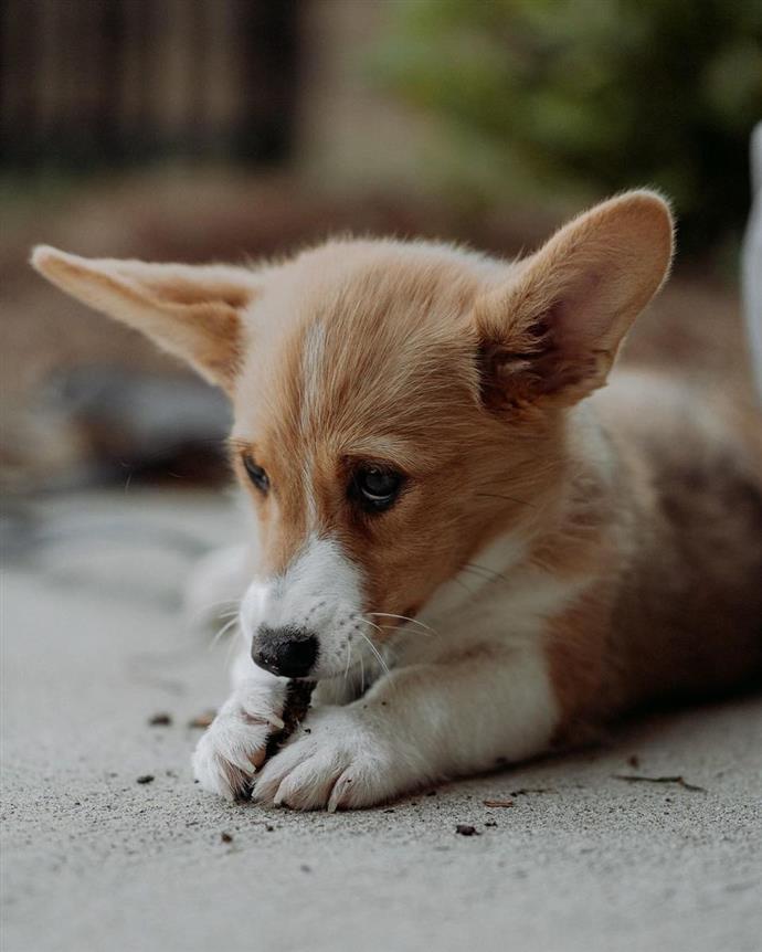 8 Corgis De Bebe Adorables Que Tienes Que Ver Como Crear Un Hogar Feliz Para Tu Mascota