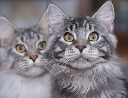 Maine Coon Cat Wie Man Ein Glückliches Zuhause Für Sein