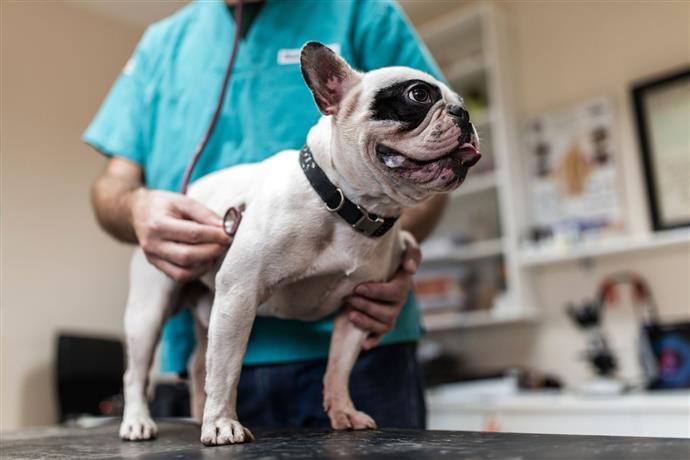 Aspirin och din hund Endast med Vetgodkännande Hur man skapar ett