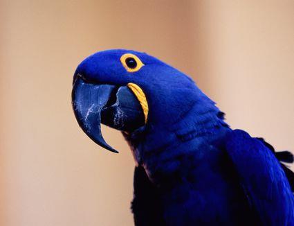 Hiacynt Ara (Niebieska papuga) - Point