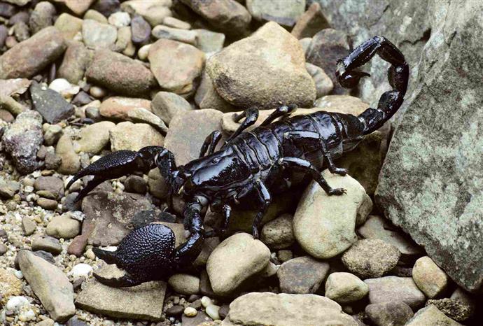 Anatomie des Skorpions