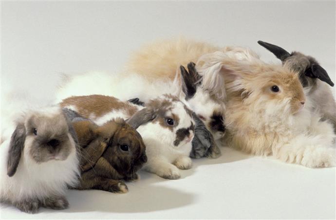 Grijpen Vulgariteit Kwadrant Verschillende soorten konijnenbontkleuren en -patronen - Point Pet