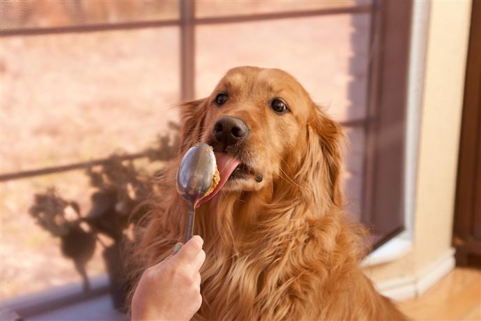 mantequilla maní es buena para perros? Point Pet