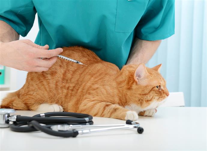 Existe T Il Des Alternatives A L Insuline Pour Un Chat Diabetique Comment Creer Une Maison Heureuse Pour Votre Animal De Compagnie