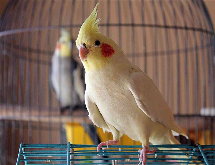 Menda City Spelen met naast 5 vriendelijke vogelsoorten die fantastische huisdieren maken - Point Pet