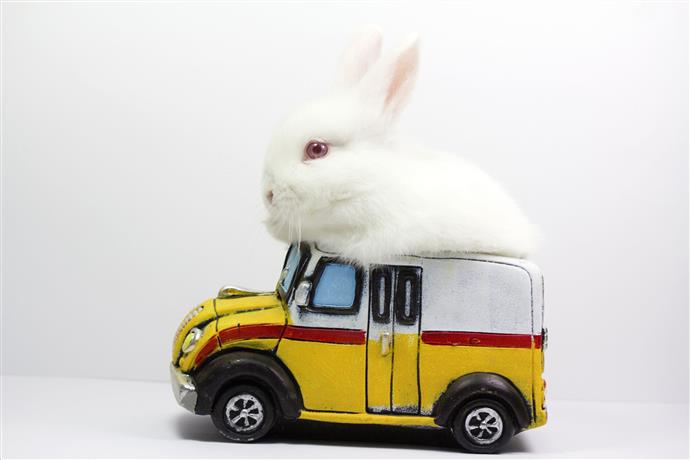 Comment voyager avec un lapin en voiture - Point Pet