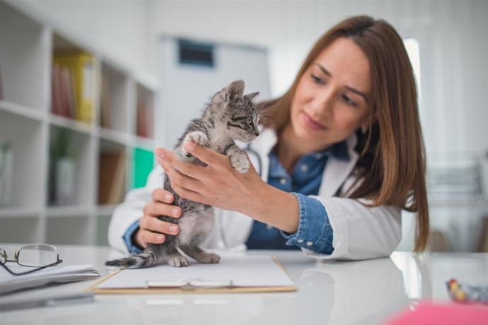 La Premiere Visite Veterinaire De Votre Chaton Comment Creer Une Maison Heureuse Pour Votre Animal De Compagnie