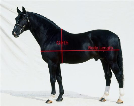 Jak měřit hmotnost koně - Point Pet