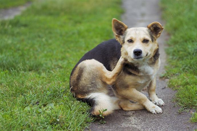 Causes possibles des problèmes de peau de votre chien - Point Pet