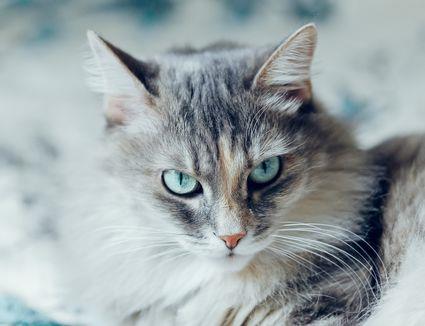 Chat Siberien Comment Creer Une Maison Heureuse Pour Votre Animal De Compagnie